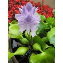 SU SÜMBÜLÜ SU SÜMBÜLÜ